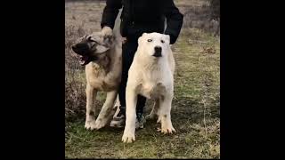 Kangal dog Vs Akbash Livestock guardians✅ [upl. by Ocsecnarf900]