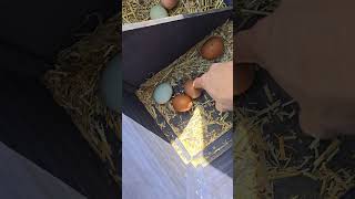 7 eggs chickens egglife farmlifeupdate day23 backyardchickens hobbyfarmlife egg chick 5eggs [upl. by Creedon578]