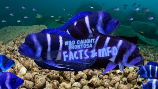 Wild Caught Frontosa Facts amp Info  African Cichlid Guide [upl. by Marla]