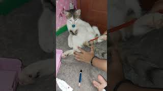 sunat kucing biar gak kencing sembarangan [upl. by Kcirdneh851]