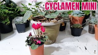 cyclamen miniatura cuidados chuyito jardinero [upl. by Lissi598]