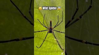 Wild Spider  spider insects [upl. by Werby788]