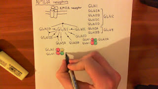 NMDA Receptors Part 1 [upl. by Tena]