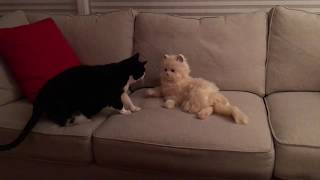 Hasbros quotJoy For Allquot animatronic cat meets my cat Skeeter [upl. by Felicio]