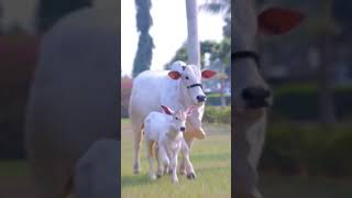 Jai Shree Gau Mata gaumata krishna gauseva [upl. by Oemac]