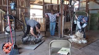 Sheep shearing at the 47 Ranch [upl. by Isabea168]