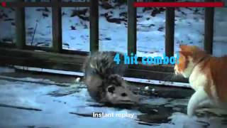 Opossum VS Cat Mortal Kombat Remix [upl. by Anitsyrk]