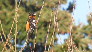 Blackheaded Grosbeak [upl. by Alue89]