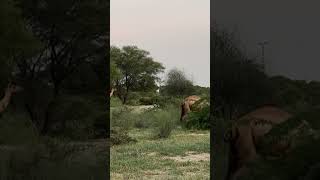 animals travelcamel camelcamelcamel safariafrica wildlife camel lion camells 100 short [upl. by Lunn]