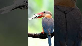 fresh fising when storkbilled kingfisher catching big fish [upl. by Bertelli708]