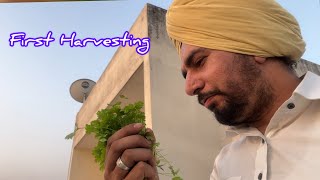 Day 32  First Harvest Kr Li Ajj Or Garden Bhut Vadia Ho Gya RD K Vlog [upl. by Asiret599]