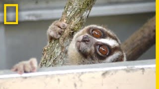 Rescuers Release 20 Javan Slow Lorises Back Into The Wild  National Geographic [upl. by Lejna182]