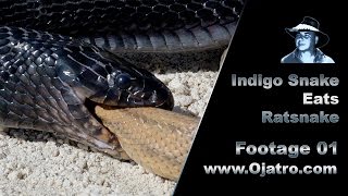 Indigo Snake Eats Rat Snake 01 Stock Footage [upl. by Daveta]