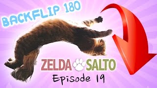 Cat does backflip 180  ZeldaampSalto [upl. by Ingeberg]