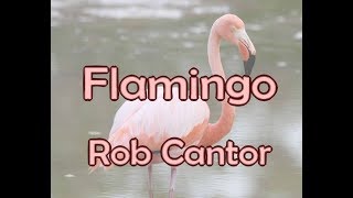 Flamingo  Rob Cantor LYRICS [upl. by Pasadis]