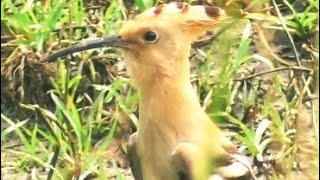 Hoopoe Bird [upl. by Nonahs]