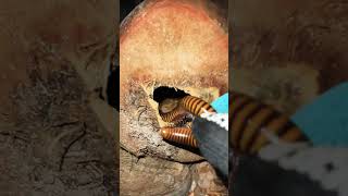 Yellow Giant Millipedes Creeping  Enter in Coconut Rotten So Strongly insects millipede shorts [upl. by Cataldo269]