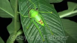 Giant False Leaf Katydid Malaysia 20200222205310uhd [upl. by Rimisac]