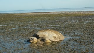 Rescuing a Loggerhead Turtle on Quandamooka Country  Australia [upl. by Aiela]