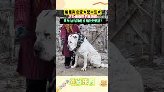 近距离感受大型中亚犬 这北面而来的压迫感 网友：这狗跟老虎 谁比较厉害？动物 宠乐园 funny [upl. by Bradlee]