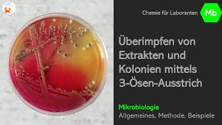 Der 3ÖsenAusstrich und seine Bedeutung in der Praxis  Mikrobiologie  DerChemieFuchs [upl. by Nabi]