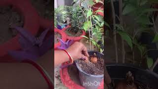 How to germinate freesia Nargis bulbs winter plant 🌱 sukoon do pal [upl. by Colon]