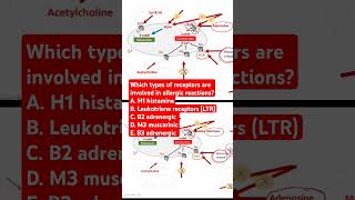 Which types of receptors are involved in allergic reactions [upl. by Dlanigger]