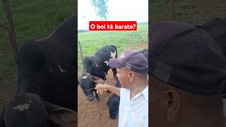 Carne de boi está barato carne agro fazenda gado preço [upl. by Kinata]