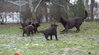 Australian kelpie puppies [upl. by Geno]