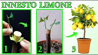 INNESTO LIMONE FACILISSIMO DA ESEGUIRE tutti i passaggi  lemon tree citron planta de limon [upl. by Sauls396]