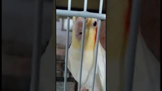 Cockatiel Sings ‘La Cucaracha’ Like a Pro 🎶🦜  Funny Singing Bird SingingCockatiel BirdTalent [upl. by Ignacio835]