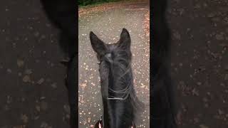 Is my horse lame or is it the camera horse equestrian horseriding gopro [upl. by Leimad679]