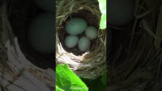 Common Cuckoo Chick Tosses Siblings Out Of Nest shorts [upl. by Vas981]