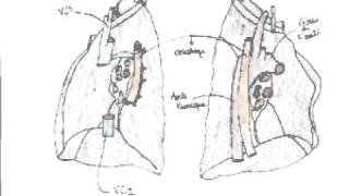 Voies Respiratoires Inferieurs [upl. by Jephum]