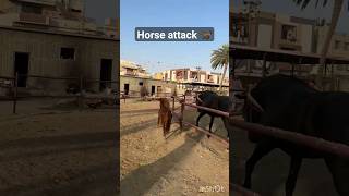 Horse attack 🐎 travelwithnoman08 horse horseriding horseracing [upl. by Ettennal]