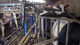 Les différents systèmes de traite des vaches laitières [upl. by Alita]