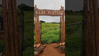 Kaas pathar satara 2024  kaas plateau  🌺 kaasplateau kaaspathar satara maharashtra travel [upl. by Aramat]