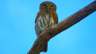 CABURÉ Glaucidium brasilianum [upl. by Celtic]