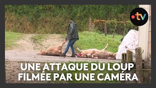 Une nouvelle attaque du loup en Meuse  la caméra filme la scène [upl. by Jeritah]