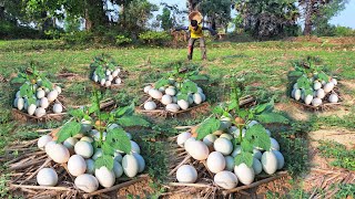 wow amazing pick a lot of eggs on the hive under a tree pick by hand [upl. by Eri]