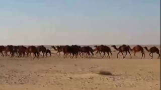 Camels running fast in the Desert [upl. by Anailuy]