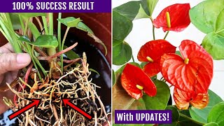 EASIEST Way To Propagate Anthurium Plant [upl. by Eardnaed345]