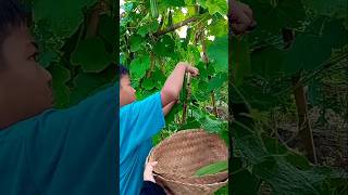 Gambas  Oyong gambas oyong petani garden farmer gardening panen nature vegetables fyp [upl. by Hsakiv]