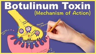 Botulinum Toxin Mechanism of Action [upl. by Adimra]