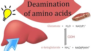 Deamination of amino acids [upl. by Akli]