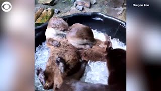 WEB EXTRA Otters Play In Bucket Of Ice [upl. by Inaliel502]