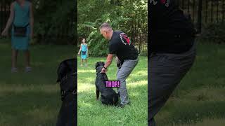 How to Train Your Dog to Come on Command with a Simple Recall Trick [upl. by Ingelbert743]