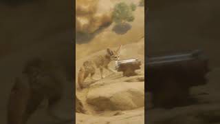 The Most active fennec fox display  Desert Zone California Science Center Los Angeles 11172024 [upl. by Annayr]