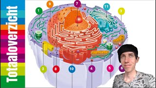 4HV  Biologie  H2 cel en leven  Afspeellijst voor alle organellen en functies [upl. by Lihkin]