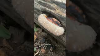 An example of guttation on a red belted conk bracket fungus fungi [upl. by Retseh161]